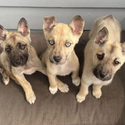Fish litter 