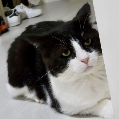 Archie