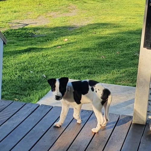 Oreo - 8 Week Old Cattle Dog X (On Trial)