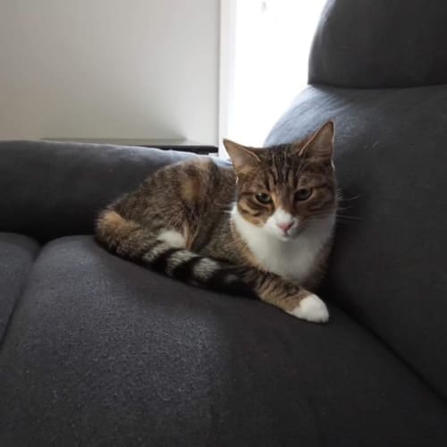 Zatar