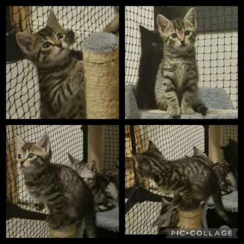 Rescue kittens available