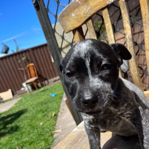Bluey - 11 Week Old Cattle Dog(On Trial 27/10/22)
