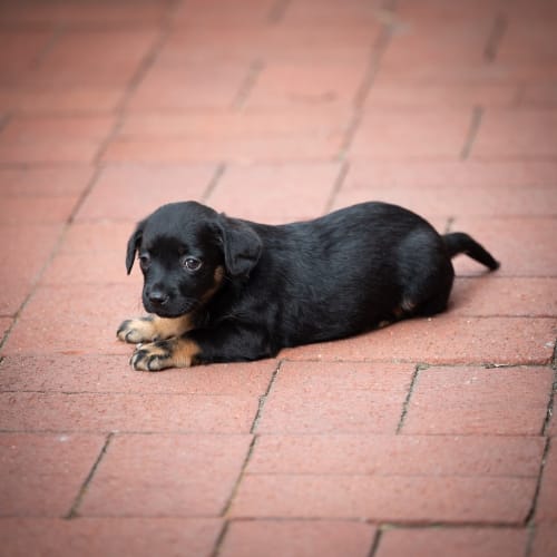 Peanut