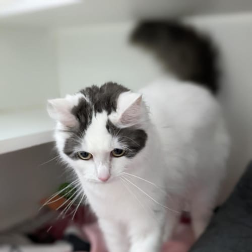 Isla