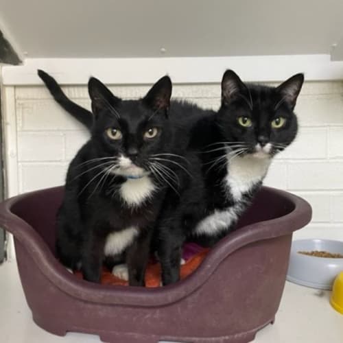 Stumbles & Buddy (IMP no. 1260 1261)