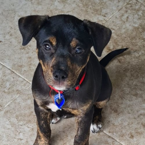Luna - 13 Week Old Kelpie X(On Trial 30/10/22)