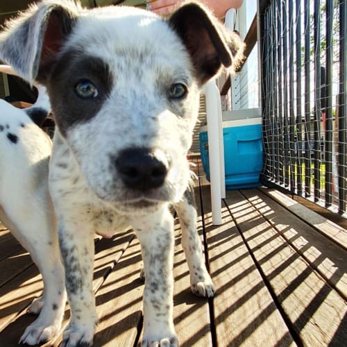 Coco - 8 Week Old Cattle Dog(On Trial 5/11/22)