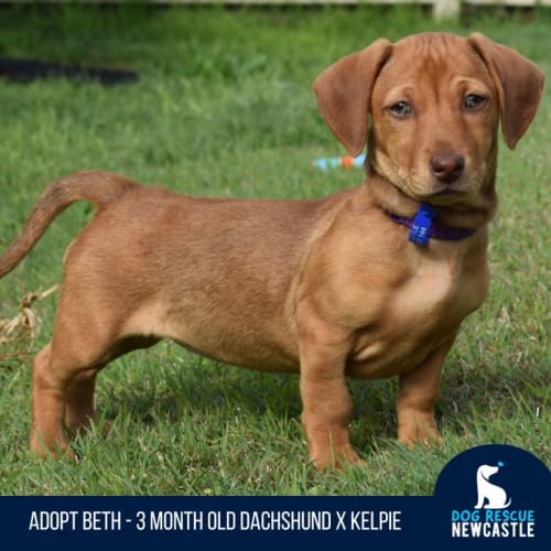 Beth - Dachshund X Kelpie(On Trial 12/11/22)