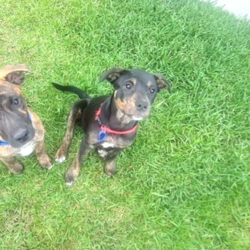 Loki - 13 Week Old Kelpie X(On Trial 12/11/22)