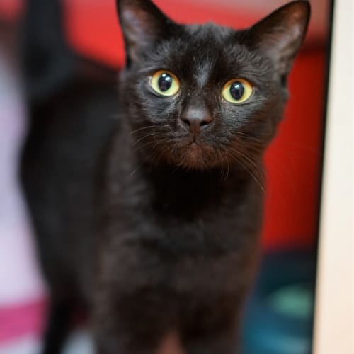 Salem