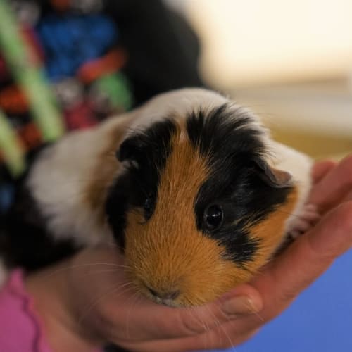 Wilma