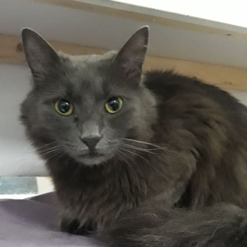 Salem
