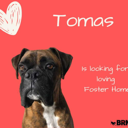 Tomas