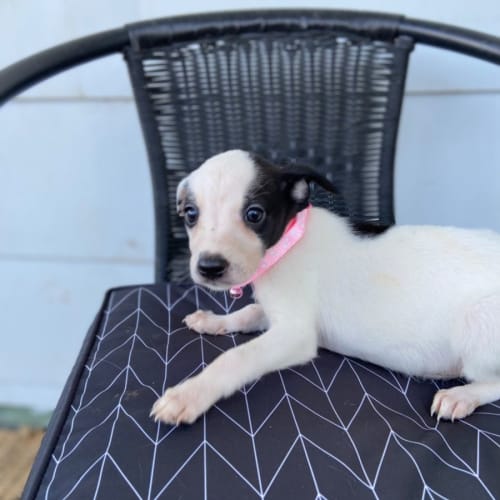 Roxy