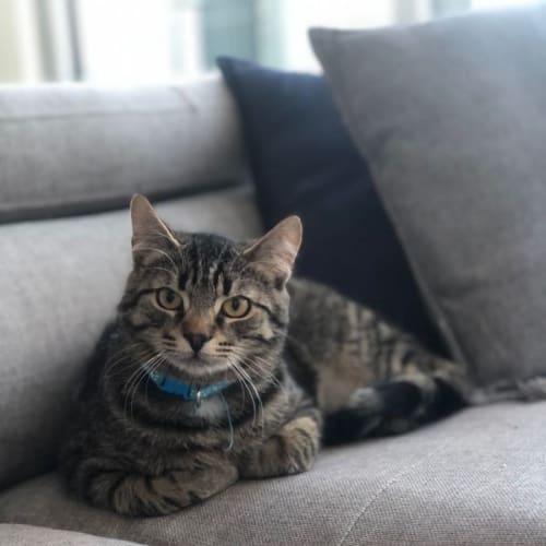 Juanito