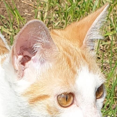 Milo (Was Professor Plum)