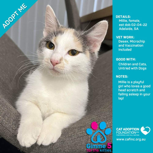 Millie Just $39 Limited Time!