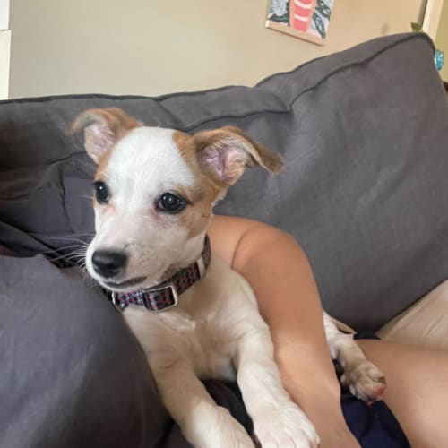 Poppy (Was Jane)