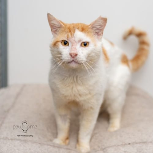 Seven of Nine**2nd Chance Cat Rescue**