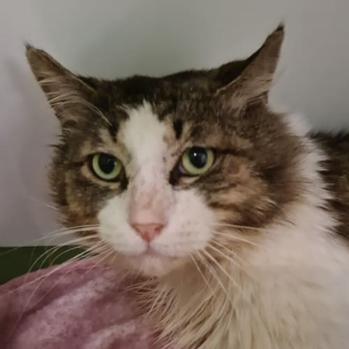 Figaro