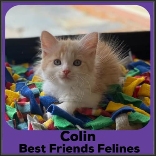 Colin 