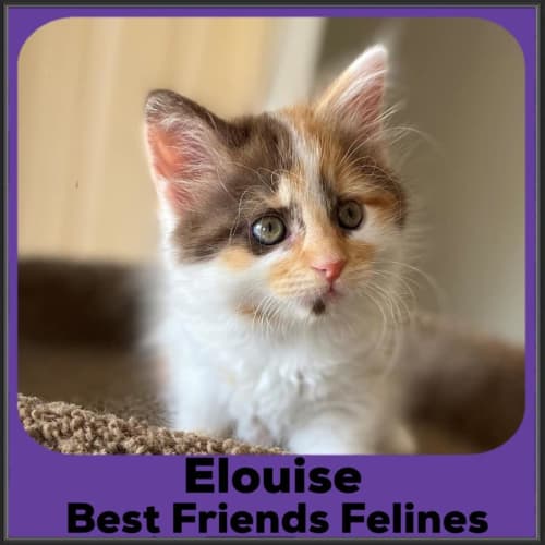 Elouise 