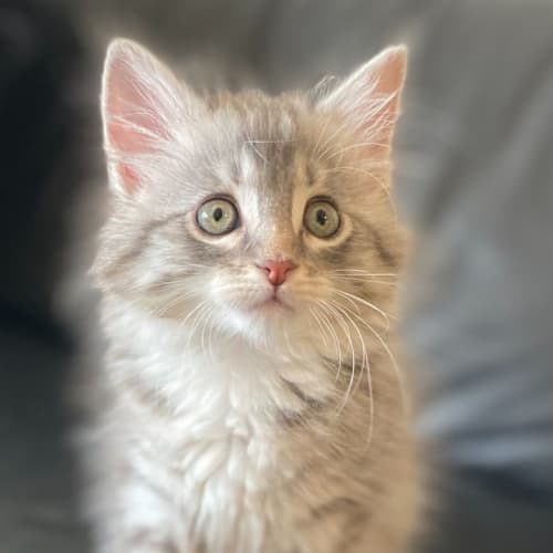 Francesca 