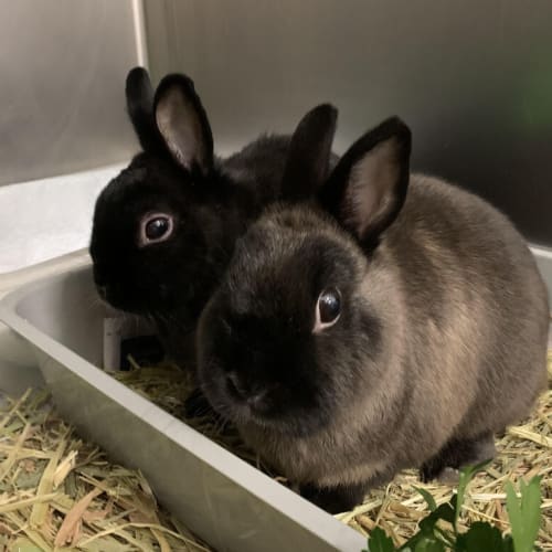 Bobby (bonded With Wicket)