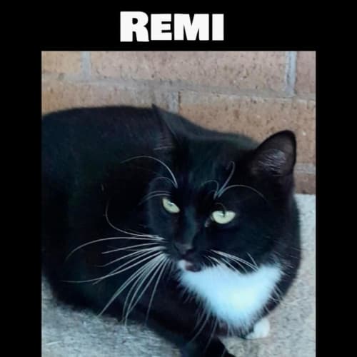 Remi