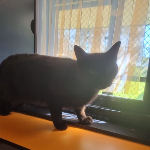 Binx