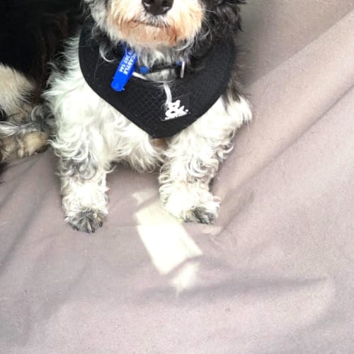 Tia - 5 Year Old Shih Tzu(On Trial 9/11/22)