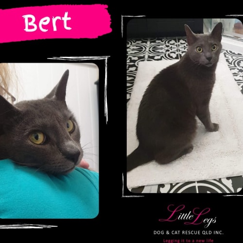Bert