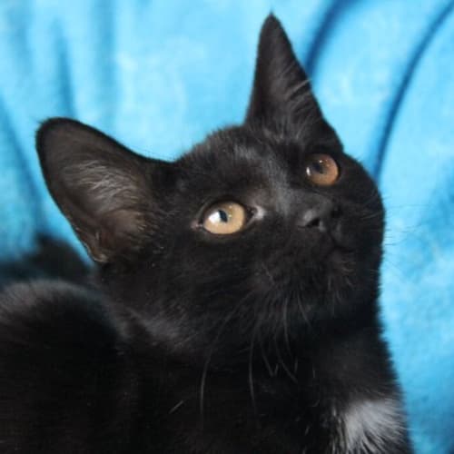Toothless