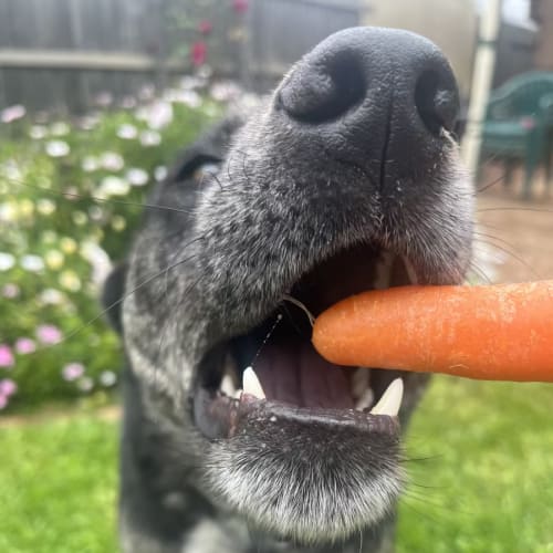 Pepper