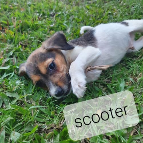 Scooter