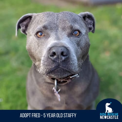 Fred - 5 Year Old Staffy(On Hold 31/10/22)