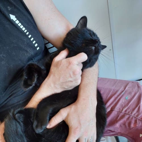Sooty