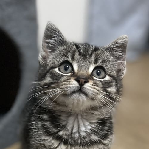 Cato