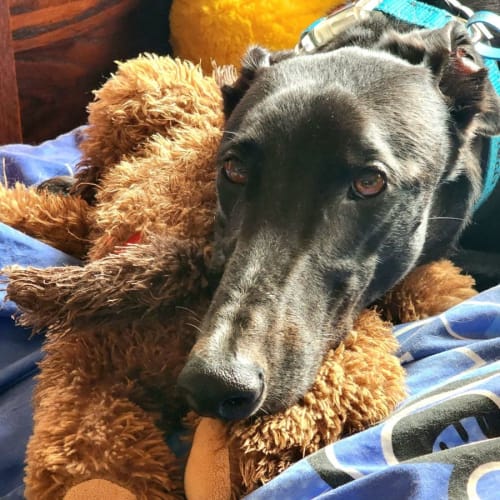 Oscar