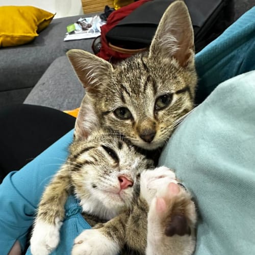Neville & Tabby