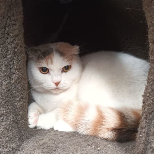 Emma **2nd Chance Cat Rescue**