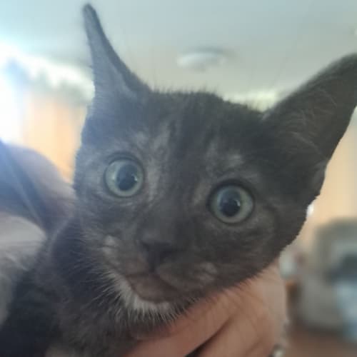 Petunia