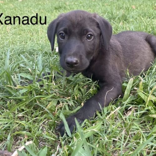 Xanadu