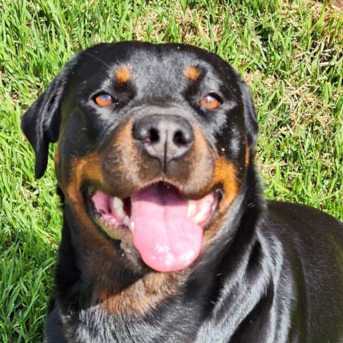 Kali