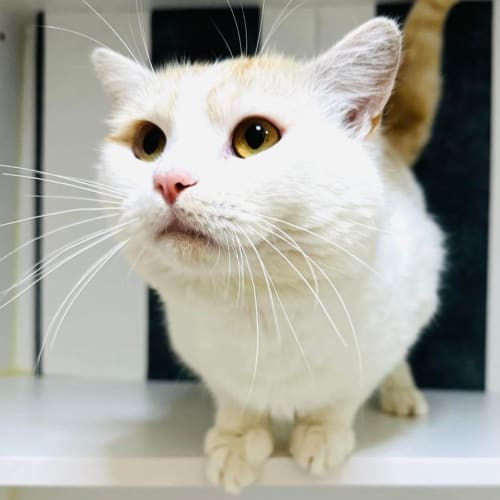Mooshy - Located in Preston