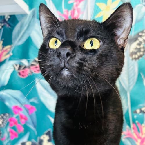 Onyx - Meet me at Pet Stock Vermont