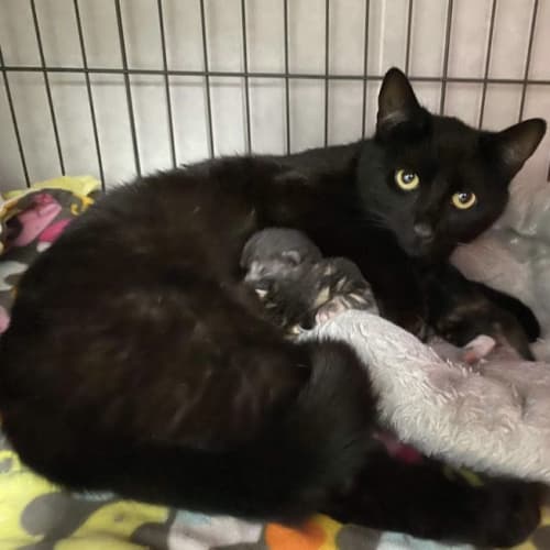 Mumma Mittens