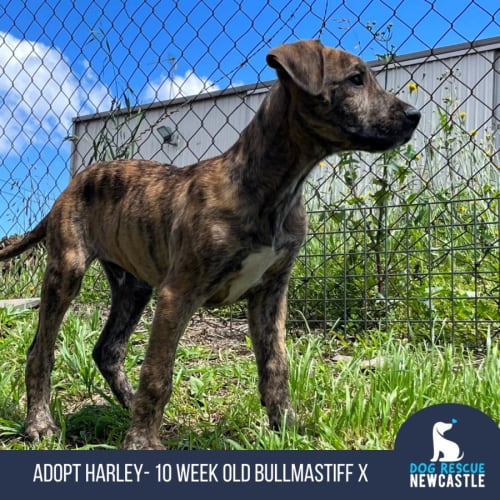 Harley - 10 Week Old Bullm(On Trial 17/11/22)