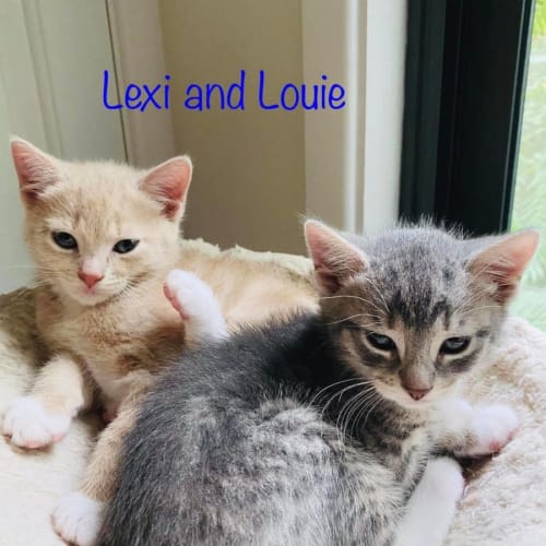 Lexi and Louie 