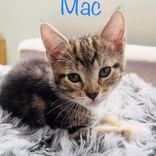 Mac